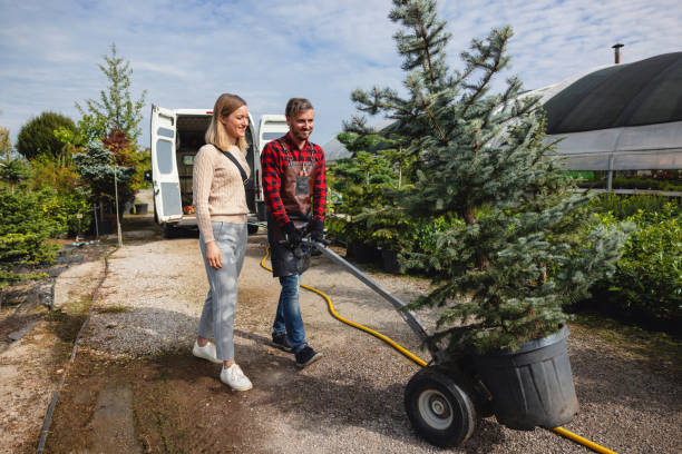 The Steps Involved in Our Tree Care Process in St Paul, MN